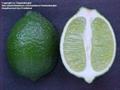 Persian lime  / Shiraz Limoo 